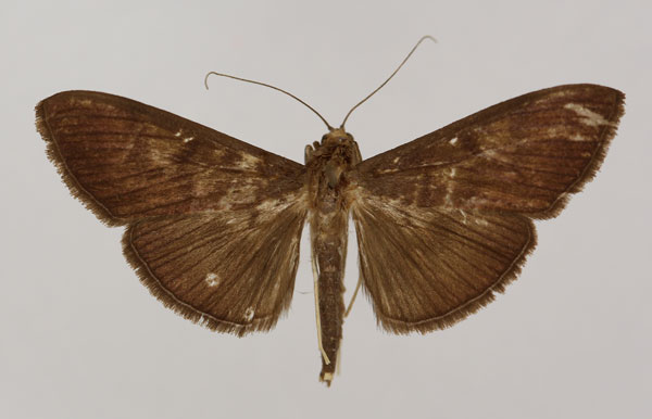 /filer/webapps/moths/media/images/S/subcyaneoalba_Syllepte_HT_BMNH.jpg