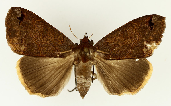 /filer/webapps/moths/media/images/S/subdiversa_Ophiusa_AF_TMSA_01.jpg