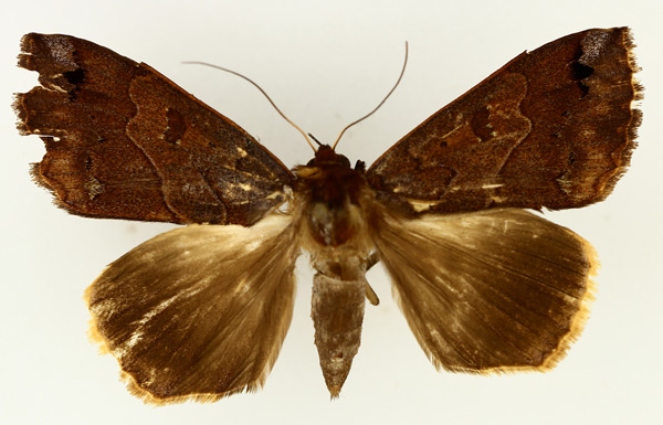 /filer/webapps/moths/media/images/S/subdiversa_Ophiusa_AF_TMSA_02.jpg