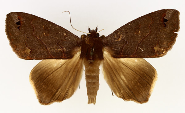 /filer/webapps/moths/media/images/S/subdiversa_Ophiusa_AM_TMSA_01.jpg