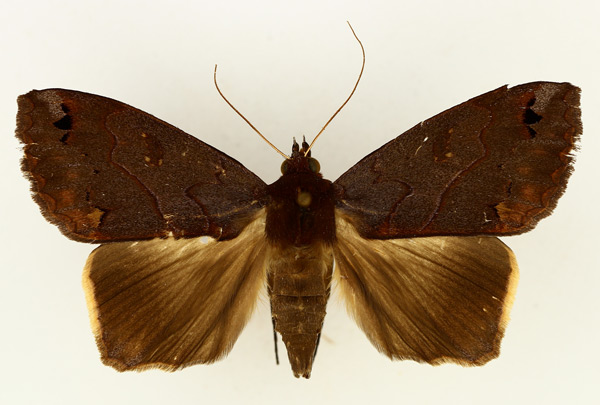 /filer/webapps/moths/media/images/S/subdiversa_Ophiusa_AM_TMSA_02.jpg