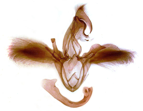 /filer/webapps/moths/media/images/S/subdiversa_Stenopis_GM_MSNM_Berio702.jpg