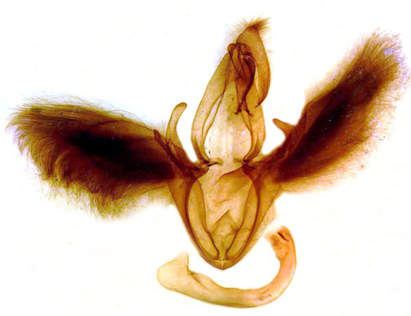 /filer/webapps/moths/media/images/S/subdiversa_Stenopis_GM_MSNM_Berio703.jpg