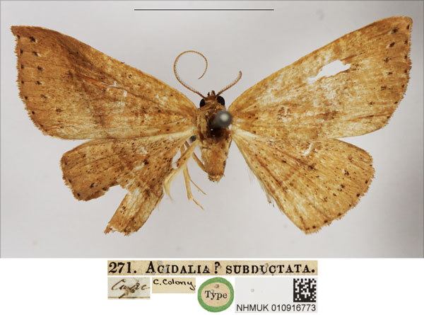 /filer/webapps/moths/media/images/S/subductata_Acidalia_HT_NHMUK.jpg