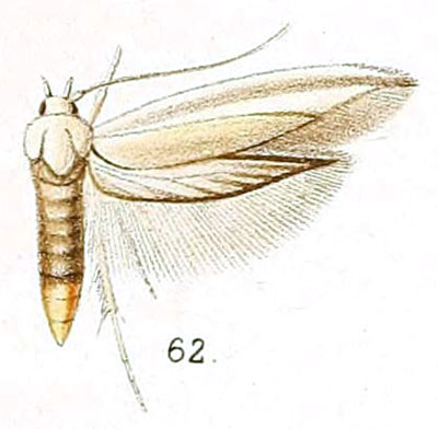 /filer/webapps/moths/media/images/S/subeburnea_Butalis_STF_Walsingham_6-62.jpg
