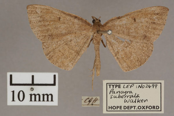 /filer/webapps/moths/media/images/S/suberrata_Panagra_HT_OUMNH_01.jpg