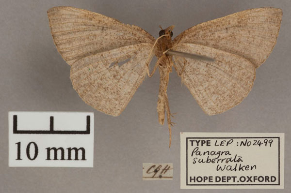 /filer/webapps/moths/media/images/S/suberrata_Panagra_HT_OUMNH_02.jpg