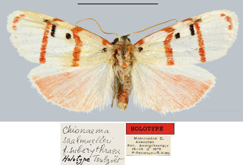 /filer/webapps/moths/media/images/S/suberythraea_Chionaema_HT_MNHN.jpg