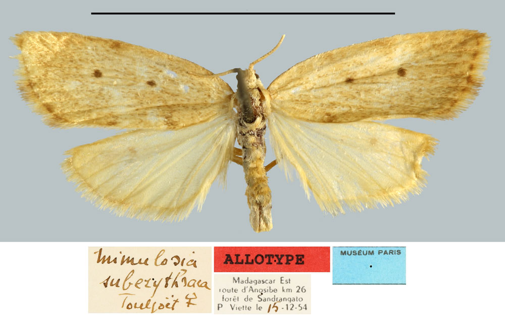 /filer/webapps/moths/media/images/S/suberythroea_Mimulosia_AT_MNHN.jpg