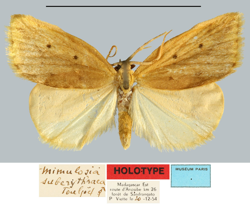 /filer/webapps/moths/media/images/S/suberythroea_Mimulosia_HT_MNHN.jpg