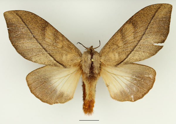 /filer/webapps/moths/media/images/S/subfascia_Pachyna_AF_Basquin_01.jpg