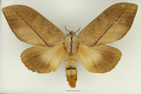 /filer/webapps/moths/media/images/S/subfascia_Pachyna_AF_Basquin_02.jpg