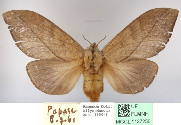 /filer/webapps/moths/media/images/S/subfascia_Pachyna_AF_MGCLa_01.jpg