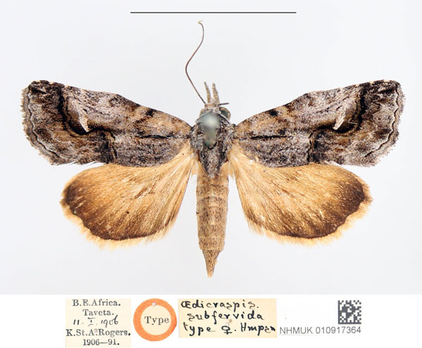 /filer/webapps/moths/media/images/S/subfervida_Oedicraspis_STF_NHMUK.jpg