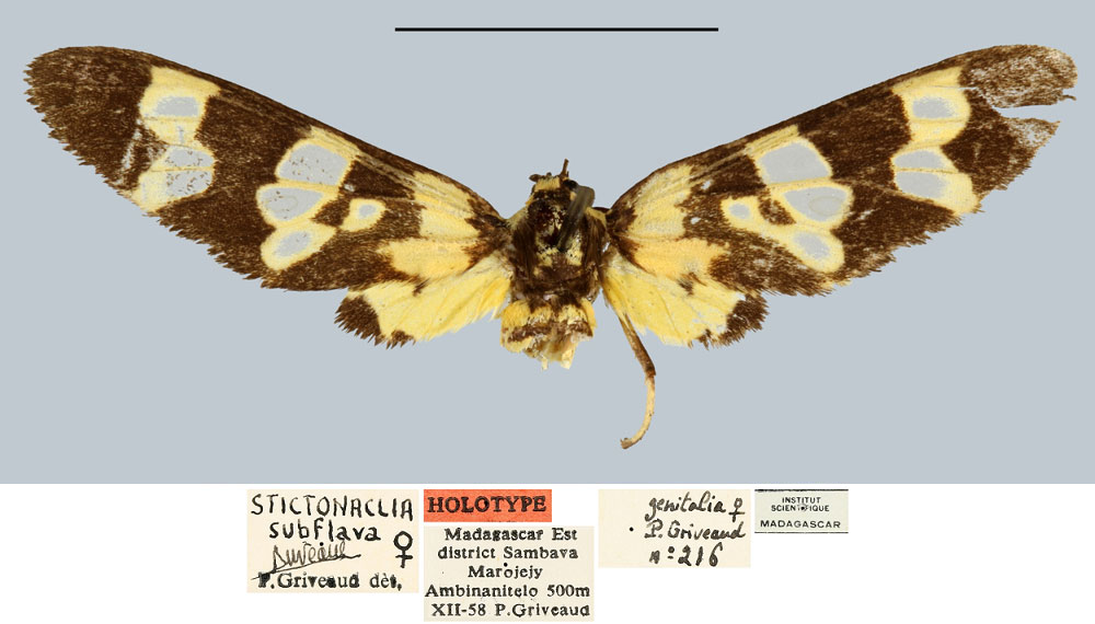 /filer/webapps/moths/media/images/S/subflava_Stictonaclia_HT_MNHN.jpg
