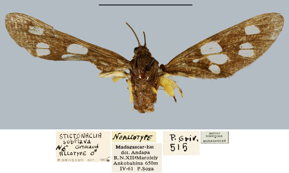 /filer/webapps/moths/media/images/S/subflava_Stictonaclia_NAT_MNHN.jpg