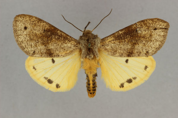 /filer/webapps/moths/media/images/S/subflava_Teracotona_ST_BMNH.jpg