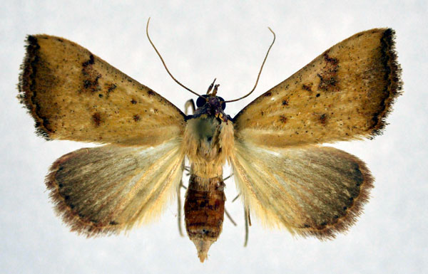 /filer/webapps/moths/media/images/S/subflavalis_Phytometra_AF_NHMO.jpg