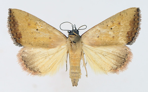 /filer/webapps/moths/media/images/S/subflavalis_Phytometra_AF_TMSA_01.jpg