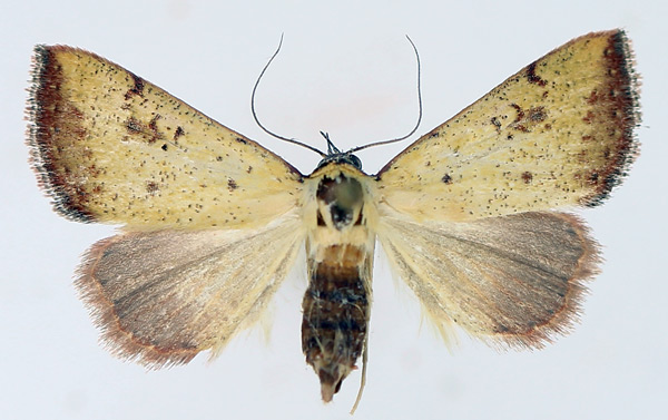 /filer/webapps/moths/media/images/S/subflavalis_Phytometra_AF_TMSA_02.jpg
