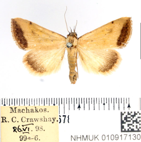 /filer/webapps/moths/media/images/S/subflavalis_Phytometra_AM_BMNH.jpg