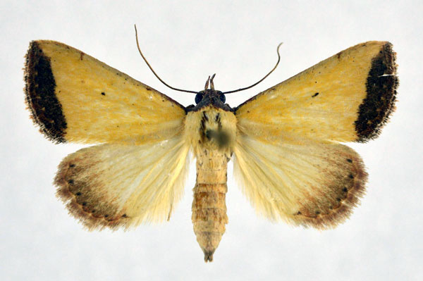 /filer/webapps/moths/media/images/S/subflavalis_Phytometra_AM_NHMO.jpg