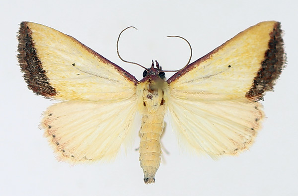 /filer/webapps/moths/media/images/S/subflavalis_Phytometra_AM_TMSA_02.jpg