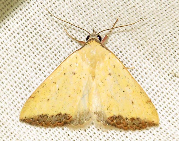 /filer/webapps/moths/media/images/S/subflavalis_Phytometra_A_Braun_01_E3be6kh.jpg