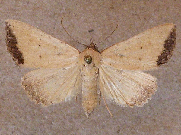 /filer/webapps/moths/media/images/S/subflavalis_Phytometra_A_Butler.jpg