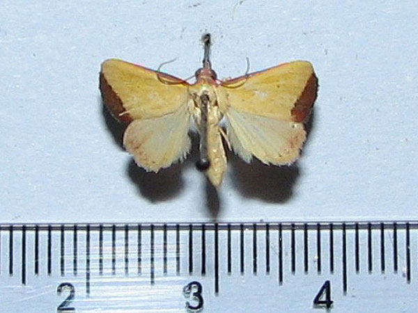 /filer/webapps/moths/media/images/S/subflavalis_Phytometra_A_Goff.jpg