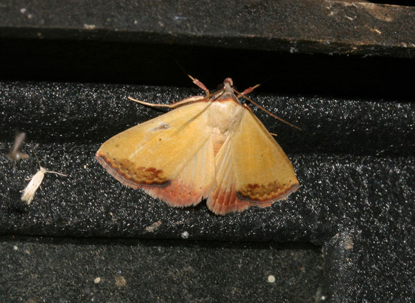 /filer/webapps/moths/media/images/S/subflavalis_Phytometra_A_Roland.jpg