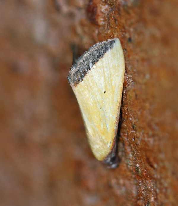 /filer/webapps/moths/media/images/S/subflavalis_Phytometra_A_Voaden.jpg