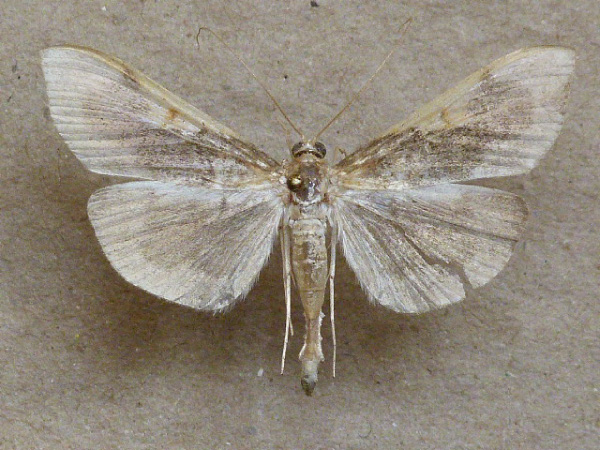/filer/webapps/moths/media/images/S/subflavalis_Pyrausta_A_Butler.jpg