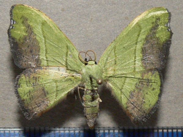 /filer/webapps/moths/media/images/S/subfulva_Hypocoela_A_Goff_01.jpg