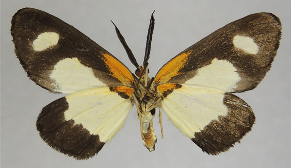 /filer/webapps/moths/media/images/S/subfulva_Terina_AM_ZSMb.jpg