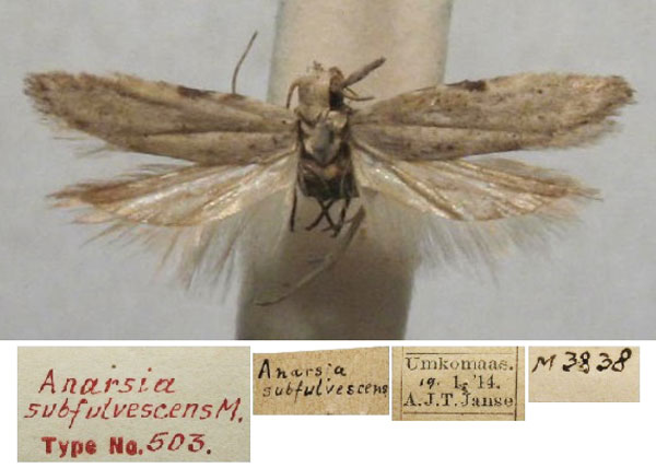 /filer/webapps/moths/media/images/S/subfulvescens_Anarsia_HT_TMSA.jpg