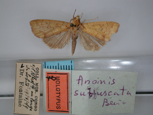 /filer/webapps/moths/media/images/S/subfuscata_Anomis_HT_RMCA_01.jpg