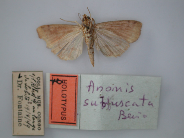/filer/webapps/moths/media/images/S/subfuscata_Anomis_HT_RMCA_02.jpg
