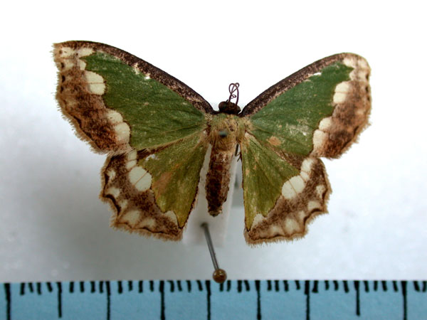 /filer/webapps/moths/media/images/S/subfuscata_Bathycolpodes_A_Revell.jpg