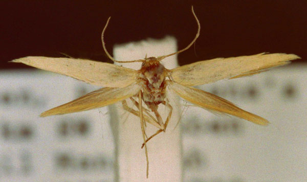 /filer/webapps/moths/media/images/S/subgaleatella_Scythris_HT_ZMUC.jpg