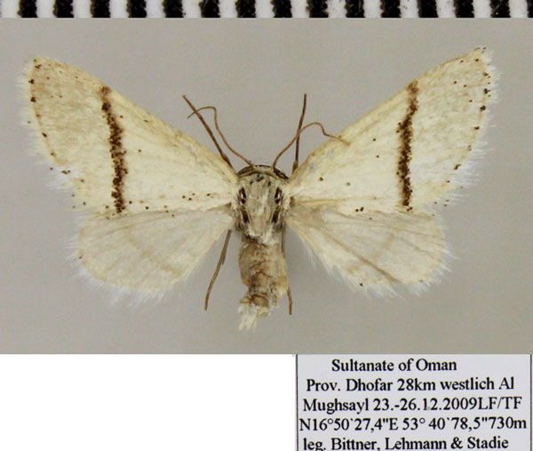 /filer/webapps/moths/media/images/S/subgastonaria_Scopula_AF_ZSM.jpg