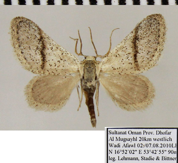 /filer/webapps/moths/media/images/S/subgastonaria_Scopula_AM_ZSM.jpg