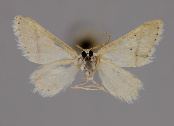 /filer/webapps/moths/media/images/S/subgastonaria_Scopula_A_ZSM_02.jpg