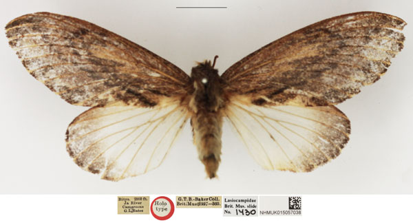 /filer/webapps/moths/media/images/S/subhyalina_Pachypasa_HT_NHMUK.jpg