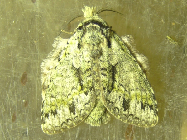 /filer/webapps/moths/media/images/S/subila_Griveaudyria_A_Goff_02.jpg