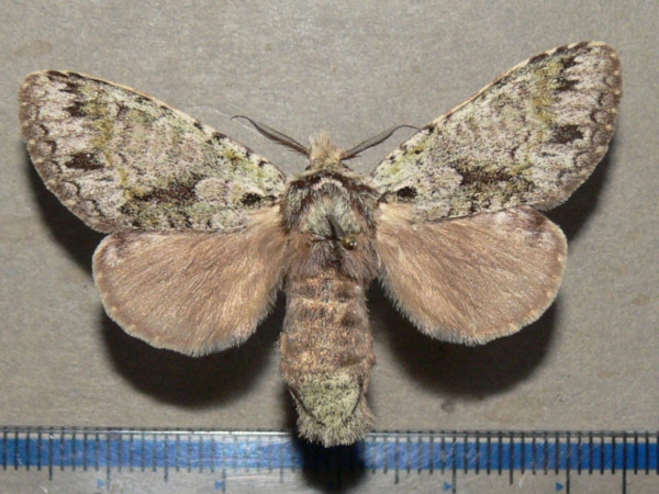/filer/webapps/moths/media/images/S/subila_Griveaudyria_A_Goffa_01.jpg