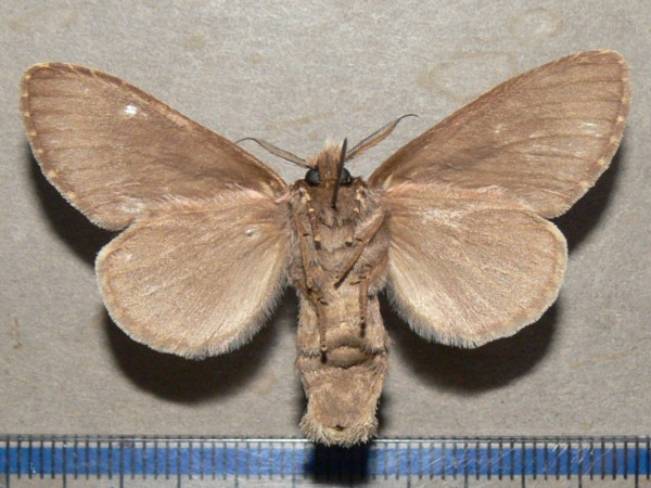 /filer/webapps/moths/media/images/S/subila_Griveaudyria_A_Goffb_01.jpg