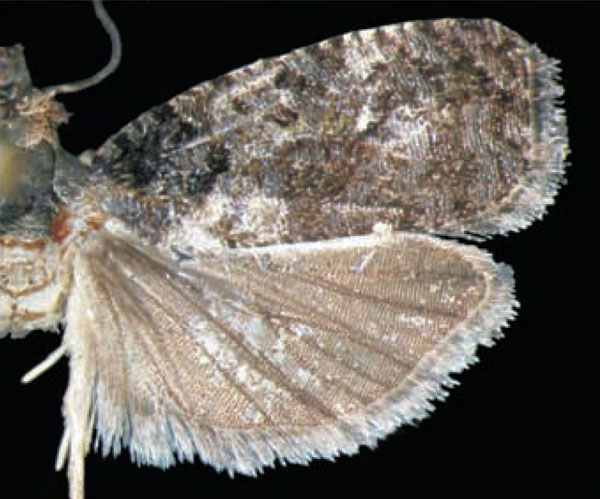 /filer/webapps/moths/media/images/S/subincana_Eccopsis_HT_Trematerra.jpg