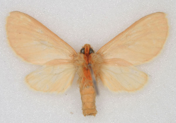 /filer/webapps/moths/media/images/S/subincarnata_Metarctia_HT_RBINS_02.jpg