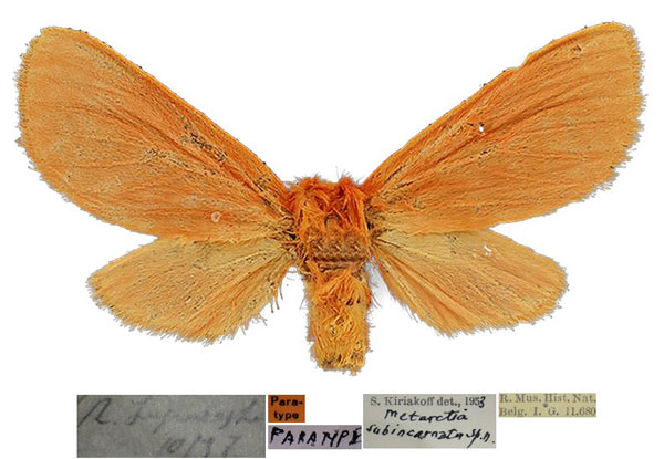 /filer/webapps/moths/media/images/S/subincarnata_Metarctia_PT_RBINS_01_JESUJJv.jpg